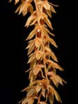 Ddc. latifolium